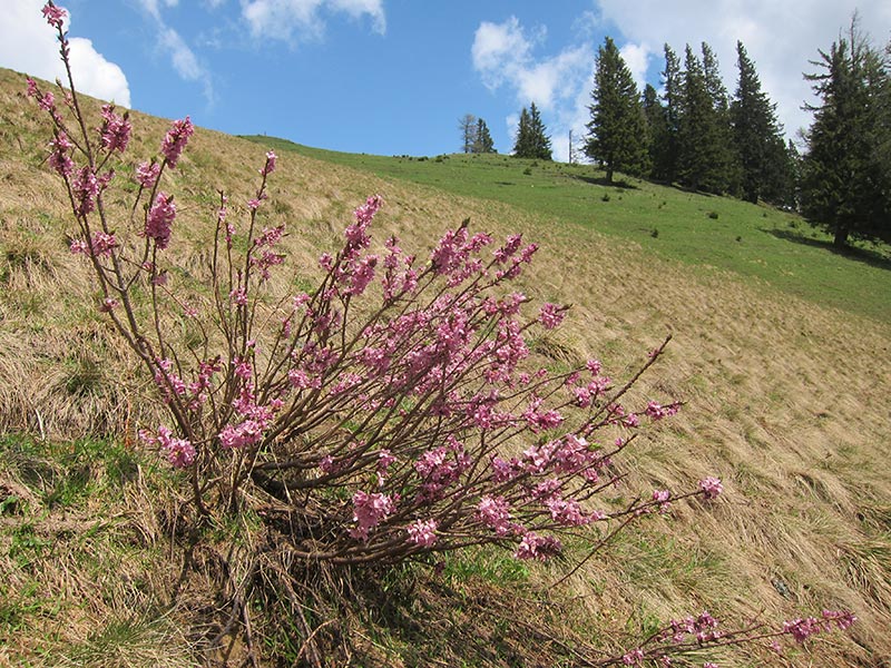 Rauschkogel